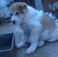 щенки Среднеазиатской овчарки Алабай - <ro>Изображение</ro><ru>Изображение</ru> #7, <ru>Объявление</ru> #1208291