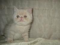 Экзотики короткошерстные - <ro>Изображение</ro><ru>Изображение</ru> #5, <ru>Объявление</ru> #771723