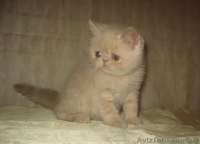 Экзотики короткошерстные - <ro>Изображение</ro><ru>Изображение</ru> #4, <ru>Объявление</ru> #771723