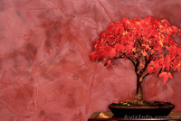 Продажа и нанесение декоративных штукатурок Харьков! - <ro>Изображение</ro><ru>Изображение</ru> #1, <ru>Объявление</ru> #1217074