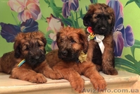 Плановые щенки Бриара (французская овчарка) - <ro>Изображение</ro><ru>Изображение</ru> #3, <ru>Объявление</ru> #1224311