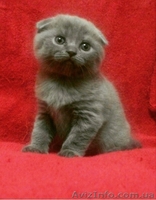 супер вислоухий мальчишка - <ro>Изображение</ro><ru>Изображение</ru> #2, <ru>Объявление</ru> #1220525