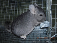 Индивидуальные клетки для шиншилл - <ro>Изображение</ro><ru>Изображение</ru> #2, <ru>Объявление</ru> #1238722