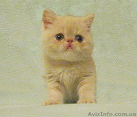 Экзотики короткошерстные - <ro>Изображение</ro><ru>Изображение</ru> #6, <ru>Объявление</ru> #771723