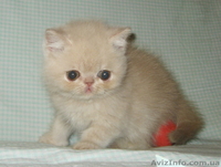 Экзотики короткошерстные - <ro>Изображение</ro><ru>Изображение</ru> #7, <ru>Объявление</ru> #771723