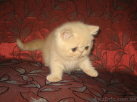 Экзоточки плюшевые - <ro>Изображение</ro><ru>Изображение</ru> #6, <ru>Объявление</ru> #1233912