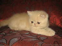 Экзоточки плюшевые - <ro>Изображение</ro><ru>Изображение</ru> #7, <ru>Объявление</ru> #1233912