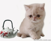 Экзоточки плюшевые - <ro>Изображение</ro><ru>Изображение</ru> #1, <ru>Объявление</ru> #1233912