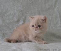 Экзоточки плюшевые - <ro>Изображение</ro><ru>Изображение</ru> #5, <ru>Объявление</ru> #1233912