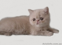 Экзоточки плюшевые - <ro>Изображение</ro><ru>Изображение</ru> #2, <ru>Объявление</ru> #1233912