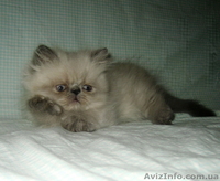 Персидский котенок колорпойнт - <ro>Изображение</ro><ru>Изображение</ru> #5, <ru>Объявление</ru> #1233913