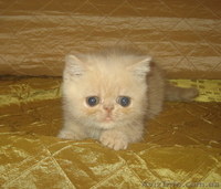 Экзоточки плюшевые - <ro>Изображение</ro><ru>Изображение</ru> #3, <ru>Объявление</ru> #1233912