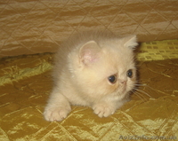 Экзоточки плюшевые - <ro>Изображение</ro><ru>Изображение</ru> #8, <ru>Объявление</ru> #1233912