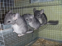 Шиншиллы от 3х месяцев - <ro>Изображение</ro><ru>Изображение</ru> #1, <ru>Объявление</ru> #1238765