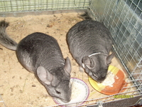 Семья шиншилл племенная - <ro>Изображение</ro><ru>Изображение</ru> #2, <ru>Объявление</ru> #1238747