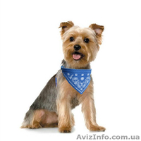 Ошейник для кошек и маленьких собак  - <ro>Изображение</ro><ru>Изображение</ru> #1, <ru>Объявление</ru> #1256391