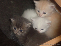 Котята для добрых хозяев - <ro>Изображение</ro><ru>Изображение</ru> #2, <ru>Объявление</ru> #1258189