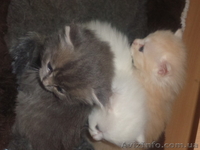 Котята для добрых хозяев - <ro>Изображение</ro><ru>Изображение</ru> #3, <ru>Объявление</ru> #1258189