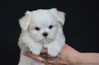 красивый мальчик мальтезе - <ro>Изображение</ro><ru>Изображение</ru> #3, <ru>Объявление</ru> #1259803