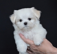 красивый мальчик мальтезе - <ro>Изображение</ro><ru>Изображение</ru> #4, <ru>Объявление</ru> #1259803