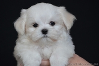 красивый мальчик мальтезе - <ro>Изображение</ro><ru>Изображение</ru> #5, <ru>Объявление</ru> #1259803