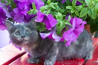 Одам в дар очень красивых котят! 2 мес. - <ro>Изображение</ro><ru>Изображение</ru> #3, <ru>Объявление</ru> #1282885