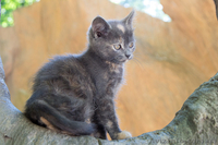 Одам в дар очень красивых котят! 2 мес. - <ro>Изображение</ro><ru>Изображение</ru> #1, <ru>Объявление</ru> #1282885