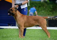 Рыжие щенки кане корсо от мультичемпиона - <ro>Изображение</ro><ru>Изображение</ru> #6, <ru>Объявление</ru> #1321078