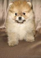 Пушистое облачко хорошего настроения. - <ro>Изображение</ro><ru>Изображение</ru> #1, <ru>Объявление</ru> #1328639