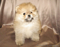 Пушистое облачко хорошего настроения. - <ro>Изображение</ro><ru>Изображение</ru> #2, <ru>Объявление</ru> #1328639