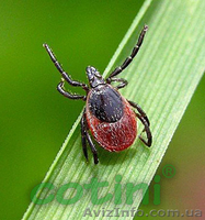 Выкручиватель клещей от производителя! - <ro>Изображение</ro><ru>Изображение</ru> #3, <ru>Объявление</ru> #1325200