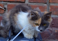 Уникальная непоседливая Семечка! - <ro>Изображение</ro><ru>Изображение</ru> #3, <ru>Объявление</ru> #1333679