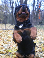 Вязка-ротвейлер - <ro>Изображение</ro><ru>Изображение</ru> #1, <ru>Объявление</ru> #1336792