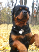 Вязка-ротвейлер - <ro>Изображение</ro><ru>Изображение</ru> #2, <ru>Объявление</ru> #1336792