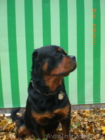 Вязка-ротвейлер - <ro>Изображение</ro><ru>Изображение</ru> #6, <ru>Объявление</ru> #1336792