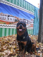 Вязка-ротвейлер - <ro>Изображение</ro><ru>Изображение</ru> #7, <ru>Объявление</ru> #1336792