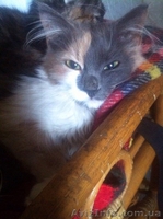 Уникальная непоседливая Семечка! - <ro>Изображение</ro><ru>Изображение</ru> #4, <ru>Объявление</ru> #1333679