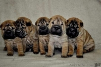 Очаровательные щенки шарпея - <ro>Изображение</ro><ru>Изображение</ru> #3, <ru>Объявление</ru> #1346966