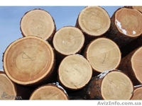  Куплю Лес кругляк - <ro>Изображение</ro><ru>Изображение</ru> #1, <ru>Объявление</ru> #1348441