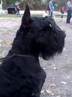 Ризеншнауцер Berta Van De Bleck - <ro>Изображение</ro><ru>Изображение</ru> #3, <ru>Объявление</ru> #1351462