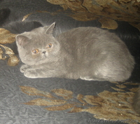 ЭКЗОТЫ экзотические короткошерстные персы котята - <ro>Изображение</ro><ru>Изображение</ru> #4, <ru>Объявление</ru> #14316