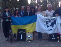 Мительшнауцер К’Юстас - <ro>Изображение</ro><ru>Изображение</ru> #2, <ru>Объявление</ru> #1351460