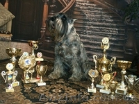 Мительшнауцер К’Юстас - <ro>Изображение</ro><ru>Изображение</ru> #3, <ru>Объявление</ru> #1351460