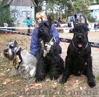 Питомник "Star Hope" - <ro>Изображение</ro><ru>Изображение</ru> #2, <ru>Объявление</ru> #1351459