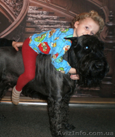 Питомник "Star Hope" - <ro>Изображение</ro><ru>Изображение</ru> #3, <ru>Объявление</ru> #1351459