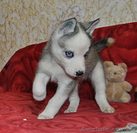 Малыши сибирский хаски - <ro>Изображение</ro><ru>Изображение</ru> #6, <ru>Объявление</ru> #816866