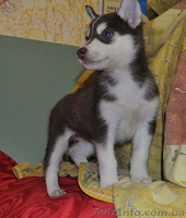 Малыши сибирский хаски - <ro>Изображение</ro><ru>Изображение</ru> #4, <ru>Объявление</ru> #816866