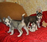 Малыши сибирский хаски - <ro>Изображение</ro><ru>Изображение</ru> #3, <ru>Объявление</ru> #816866