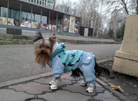 Одежда, корм, витамины для собак и кошек. Интернет-магазин «8 лап и 2 хвоста» - <ro>Изображение</ro><ru>Изображение</ru> #5, <ru>Объявление</ru> #1362502