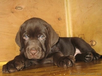 Предлагаются к продаже щенки лабрадора шоу класса. - <ro>Изображение</ro><ru>Изображение</ru> #1, <ru>Объявление</ru> #1373136